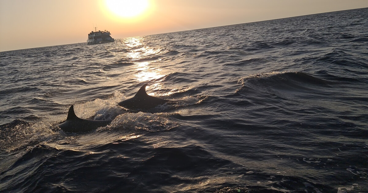 Mallorca: Dolfijnen, waanzinnige uitzichten en lekker relaxen