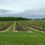 Een van de vele wijngaarden in de omgeving van the Niagara Falls