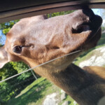 Als ze de kans krijgen,
komen ze zo naar binnen!