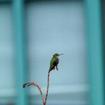 Anna's kolibrie